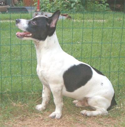 Dogs for Sale in TX